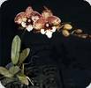 Phal. Moonlight